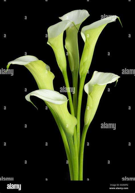 Black And White Calla Lily Flower