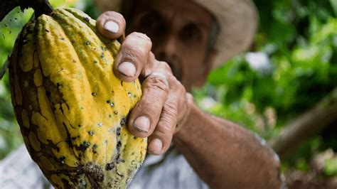 Os benefícios do cacau para a saúde e tipos de chocolate Boomi