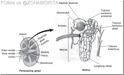 Organ Sistem Ekskresi Pada Manusia Ginjal