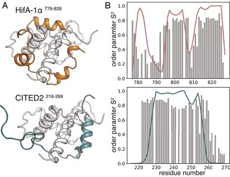 The sequence–ensemble relationship in fuzzy protein complexes | PNAS
