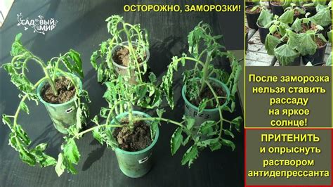 Как оживить рассаду после заморозков весной. Антистрессовые препараты ...