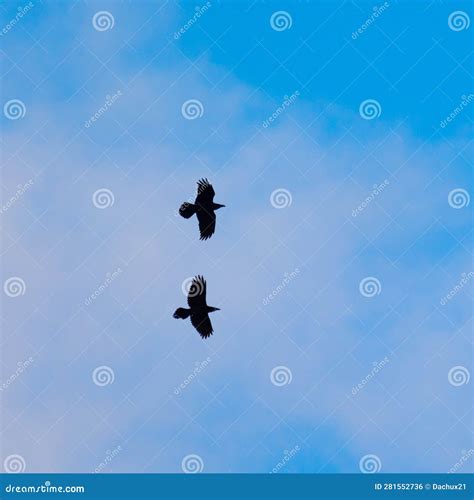Majestic Soarer Graceful Crow Soaring Across The Azure Sky Stock Photo