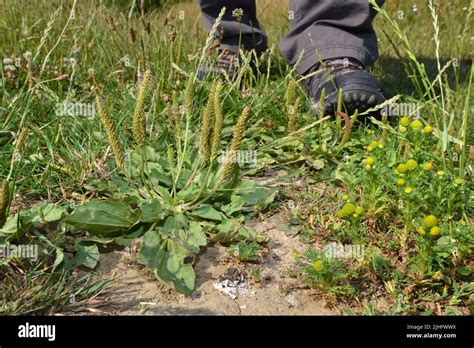 Greater Plantain - Plantago major Stock Photo - Alamy