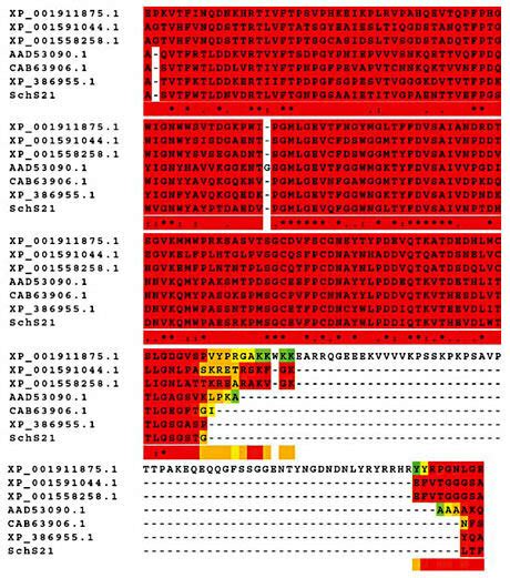 Amino Acid Sequence Alignment Of Schs21 Last Line With The Sequences