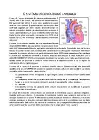 Il Sistema Di Conduzione Del Cuore Schemi E Mappe Concettuali Di