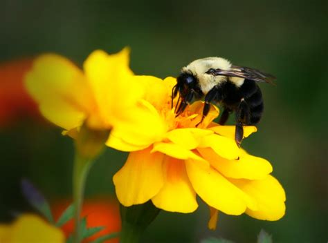 Free Images Nature Blossom Plant Flower Petal Wildlife Pollen