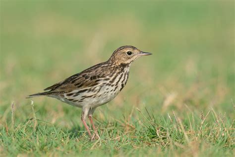 Red Throated Pipit Birds Of Singapore