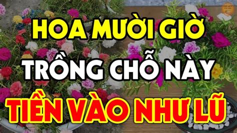 Có nên trồng hoa Mười Giờ trước cửa nhà không