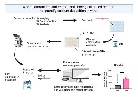 A Semi-Automated and Reproducible Biological-Based Method to Quantify