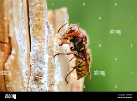 European Hornet Queen Identification – PRVYFA