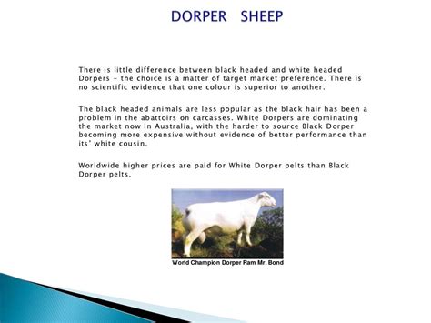 AUSTRALIAN DORPER & VAN ROOY SHEEP