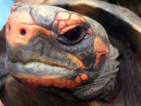 turtle head stock photo freeimagescom