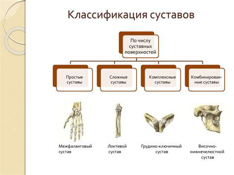 Анатомия классификация
