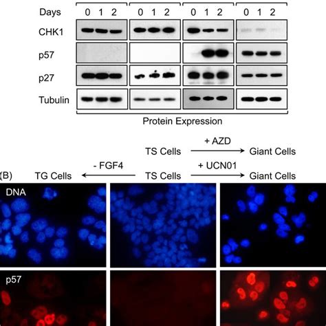 Inhibition Of CHK1 Activity In TS Cells Induces P57 Expression A ES