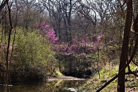 Creek In Spring Free Stock Photo Public Domain Pictures