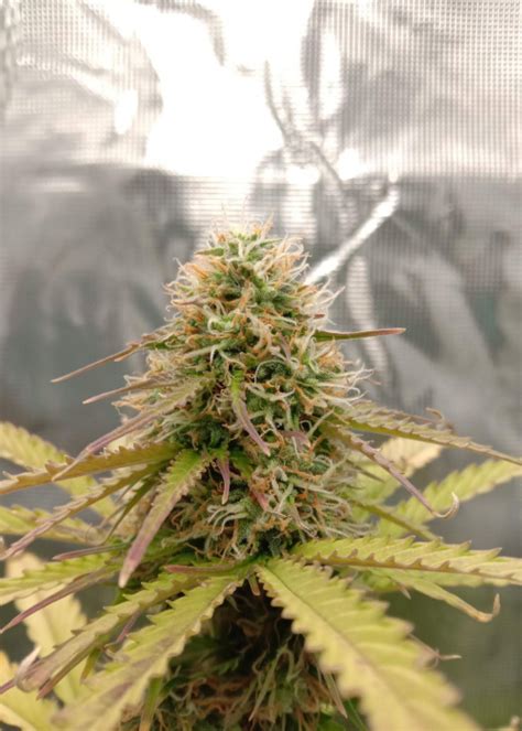 Auto Gorilla Glue 4 Strain Info Auto Gorilla Glue 4 Weed By Linda