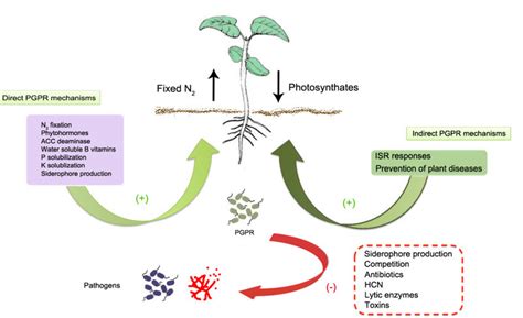 Role Of Bacterial Biofertilizers In Agriculture