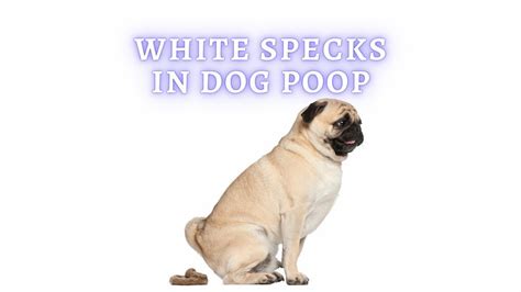 White Specks In Dog Poop Causes And Treatment Vet Advice