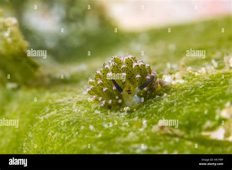 Leaf Sheep Nudibranch Costasiella Kuroshimae Adorable Sea Slug Eats