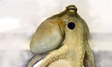 Touch and taste? It's all in the tentacles: Researchers uncover how the sensors in octopus ...