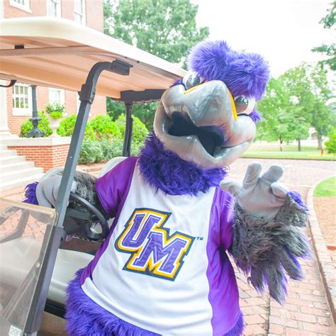 Featured Falcons: Freddie the Falcon - University of Montevallo