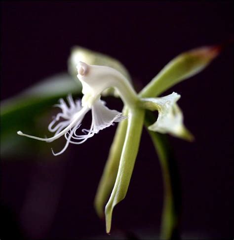 Epidendrum Ciliare Orchids Flowers Creature Design