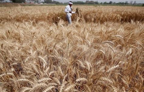 India facing a bumper wheat crop, shows data - Rediff.com Business