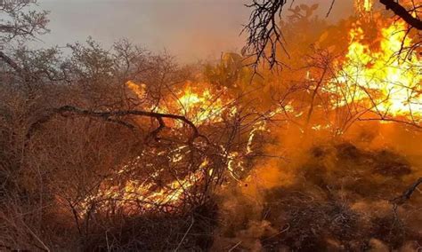 Incendio Forestal Consume Hect Reas En Hidalgo