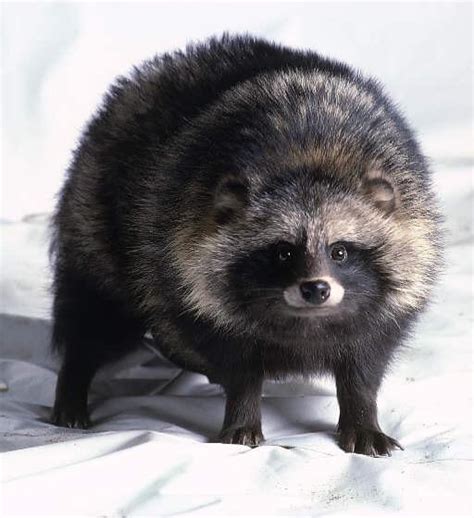 The Tanuki Also Known As The Raccoon Dog” Or Japanese Raccoon” Is