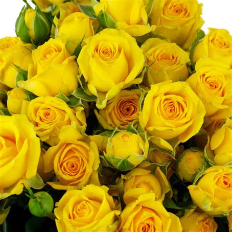 Rose Branchue Jaune 10 Tiges Atelier Rose Pivoine