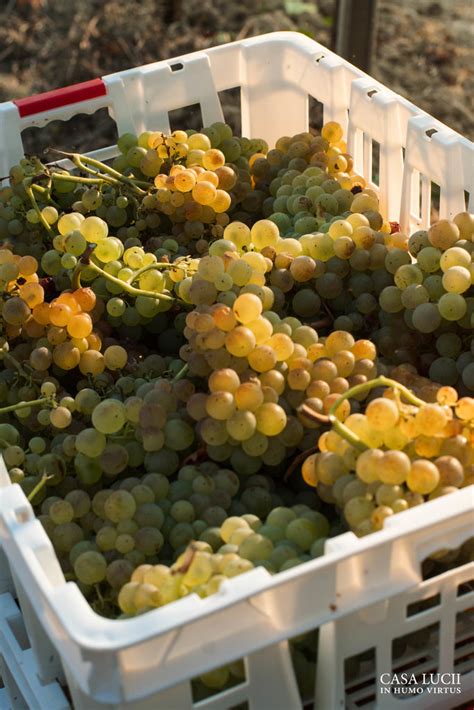 Grape Harvest 2020: Highlights of the Most Important Activity | Casa Lucii