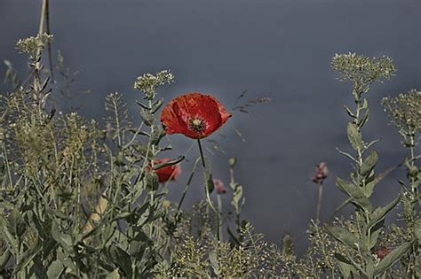 Floral Round Border Png Image Remembrance Sunday Papaver Rhoeas Round