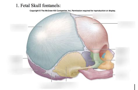 Fetal Skull Fontanels Diagram Quizlet