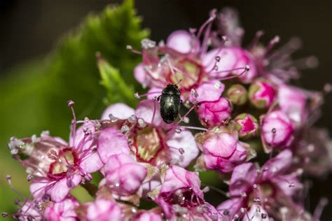 Fotos gratis rama hoja pétalo primavera Produce insecto