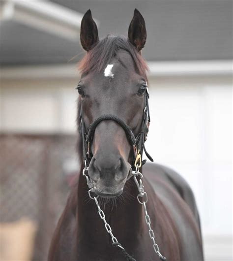 【有馬記念】シャフリヤール 好枠ゲット1枠2番 藤原師「思いが通じたね」うま屋デイリースポーツ Online