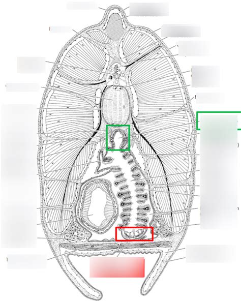 Lazettfischchen Querschnitt Diagram Quizlet