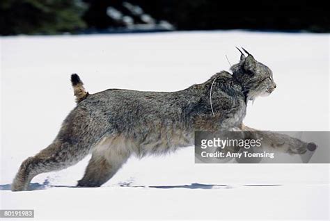 Reintroduction Program Photos And Premium High Res Pictures Getty Images