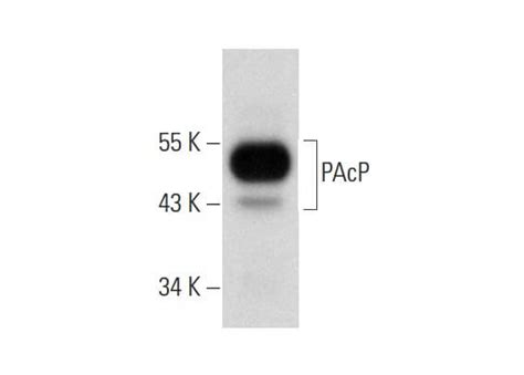 Pacp Antibody C Scbt Santa Cruz Biotechnology