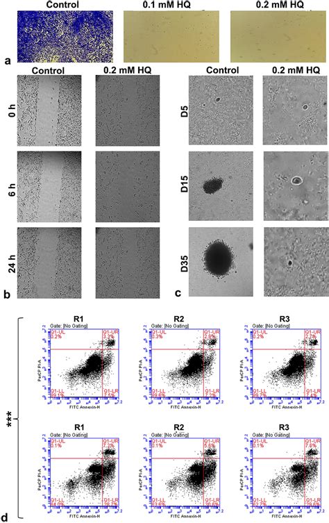 Cellular Analysis Of Hepatocellular Carcinoma Cells After Hq Download Scientific Diagram