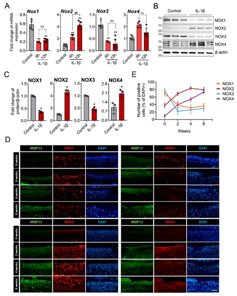 NOX2 and NOX4 were increased by IL 1β in vitro and in surgically