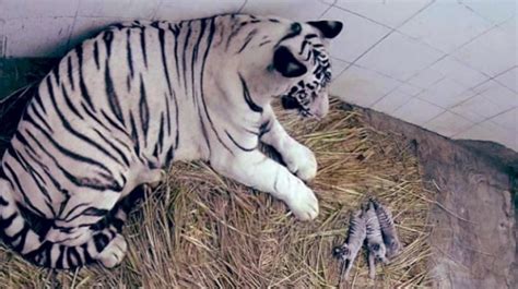 Delhi zoo welcomes three white tiger cubs after 7 years - Cities News