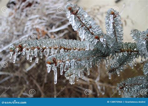 frozen rain   garden stock photo image  winter