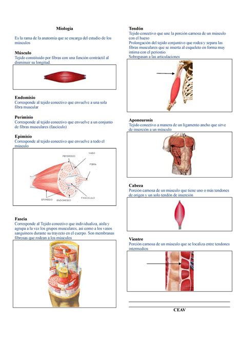 Miolog A Resumen Sobre Musculos Miologia Es La Rama De La