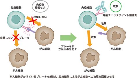 坂本 博昭 先生｜おしえて先生！肺がんのコト｜おしえて 肺がんのコト【中外製薬】