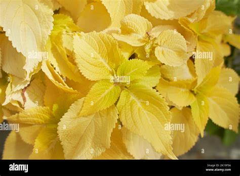 Flowers Of Coleus Reddish Or Purple Leaves Known As Plectranthus