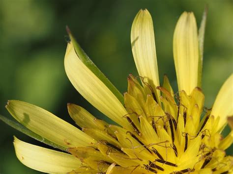 Premium Photo A Yellow Flower With Green Leaves