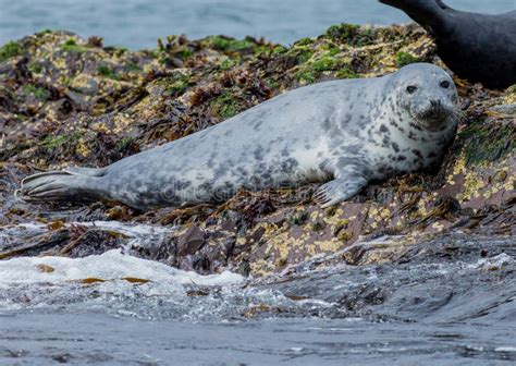 Grey Seals On Rocks Northumberland England Stock Photo Image Of