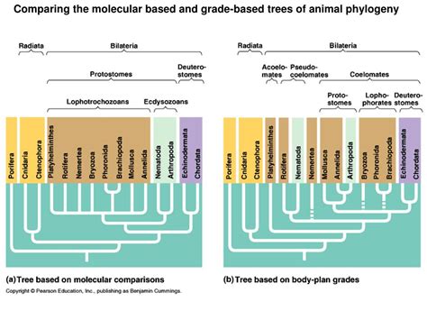 Ppt Introduction To Animal Evolution Powerpoint Presentation Free