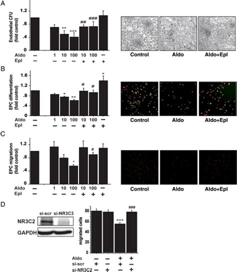 Mineralocorticoid Receptor Dependent Effects Of Aldosterone On