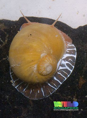 Pink Moon Snail Naticarius Zonalis Snail Sea Snail Snail Shell